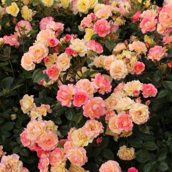 Rosa - hybride - Dekora® - KORlilalu